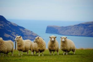 Read more about the article Coronavirus: Akaroa businesses fear devastating impact of cruise ship restrictions