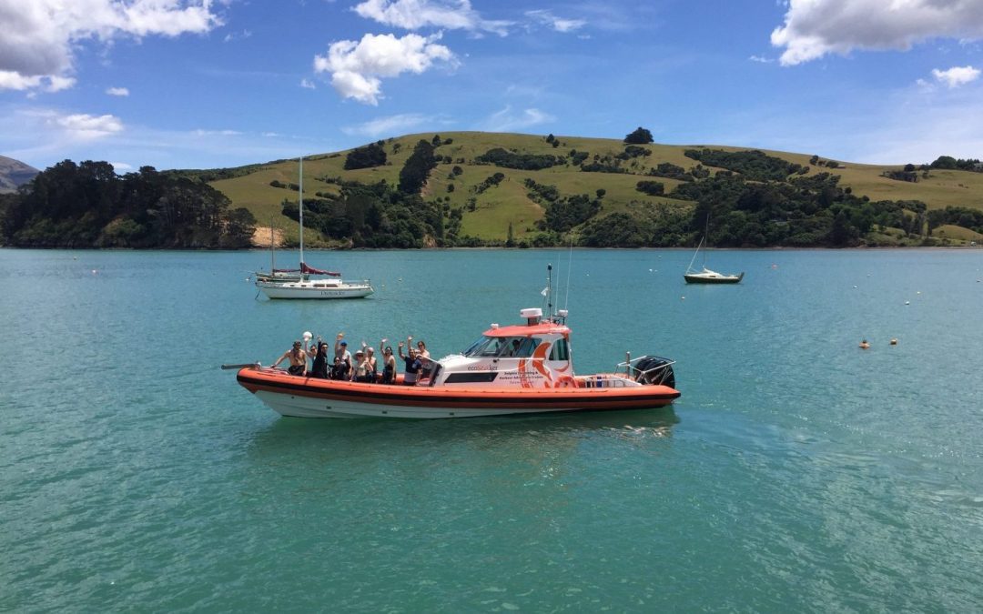 Ecoseaker Dolphin Swimming & Harbour Adventure Cruises