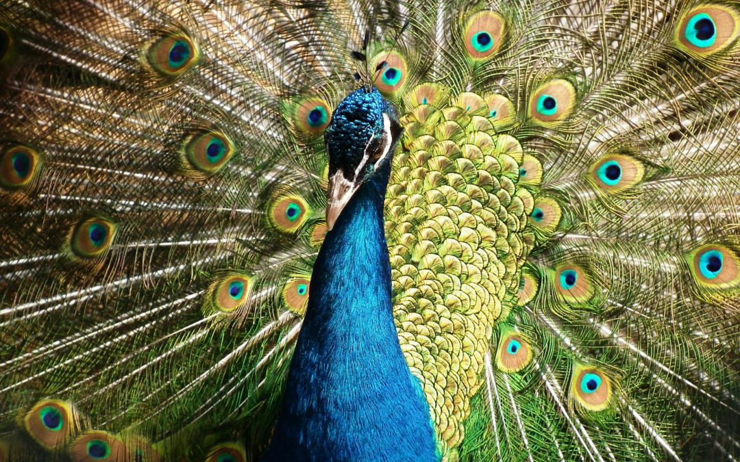 Mr Peacock