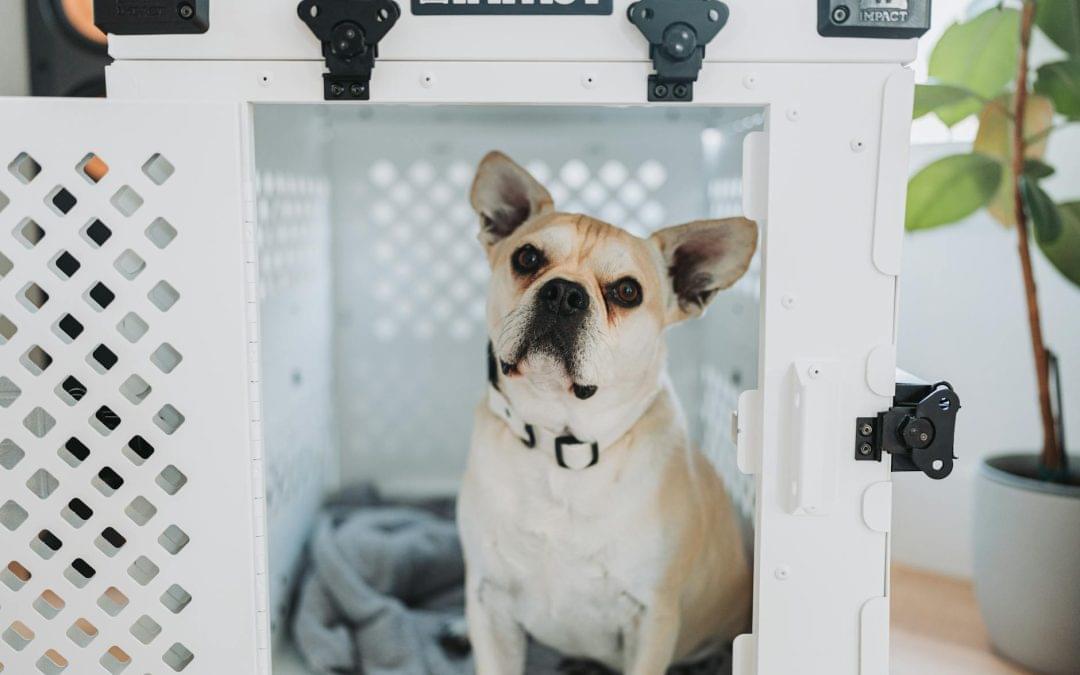 Top Notch Dog Boarding Kennels