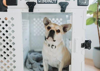 Top Notch Dog Boarding Kennels