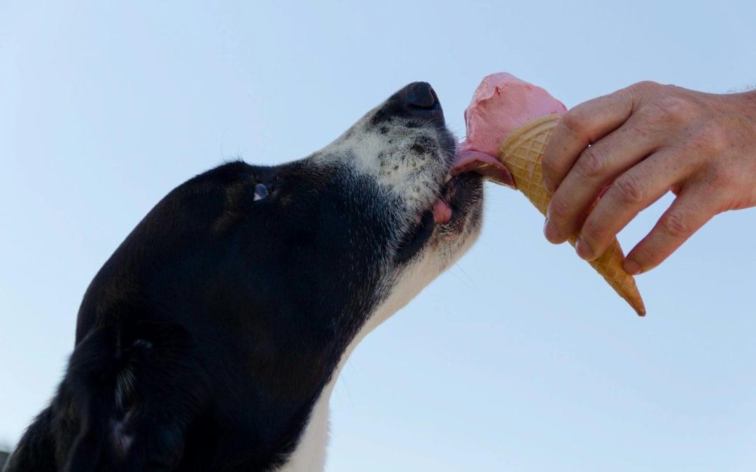 Cocomutt Dog Ice Cream
