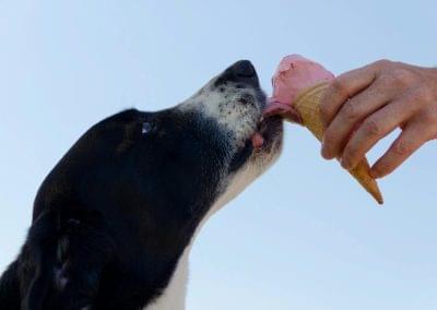 Cocomutt Dog Ice Cream